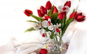 tulipan2